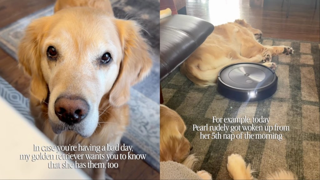 Golden Retriever’s Having a Bad Day After 5th Nap Gets Rudely Interrupted