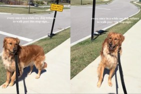 Golden Retriever Is Heistant To Walk Past ‘Stop Sign’ for a Reason