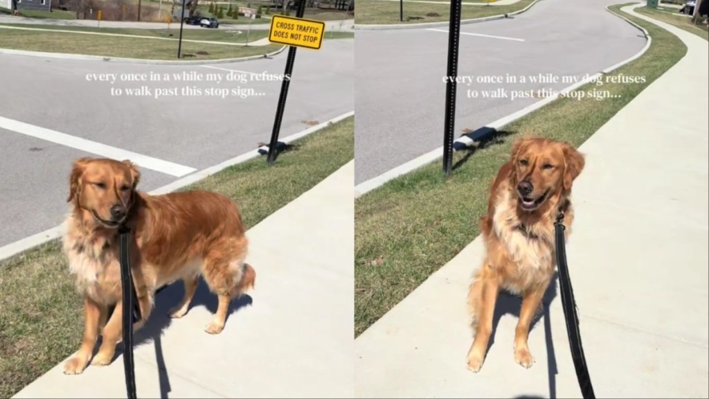 Golden Retriever Is Heistant To Walk Past ‘Stop Sign’ for a Reason