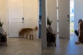 Golden Retriever's Reunion With Mom After Hours Apart Is Priceless