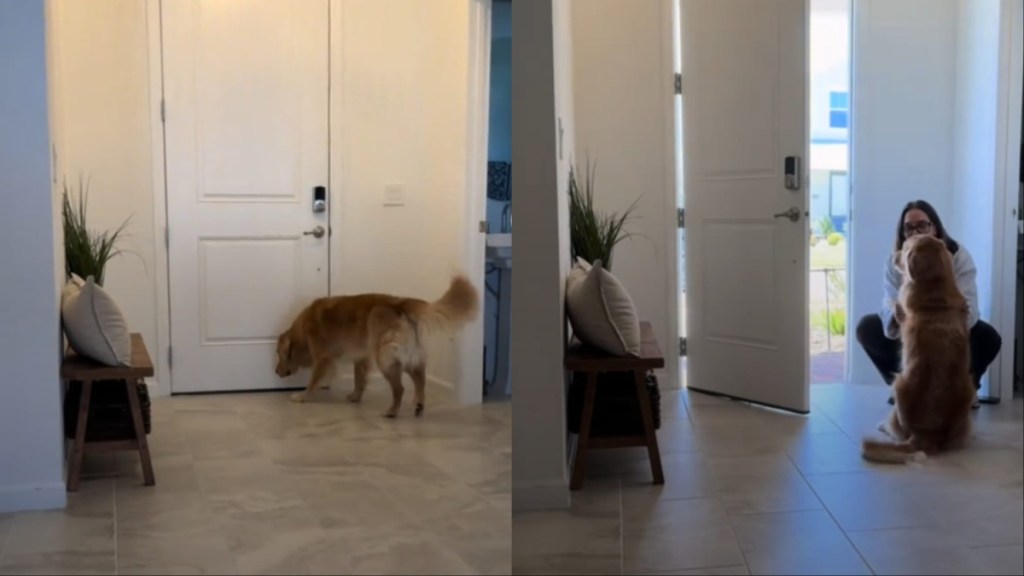 Golden Retriever's Reunion With Mom After Hours Apart Is Priceless