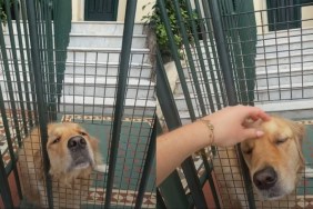 Golden Retriever Has Strangers Stopping To Greet Him, Owners Find a Solution