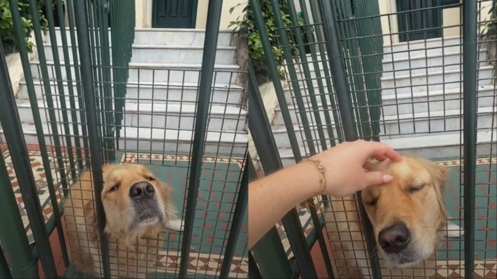 Golden Retriever Has Strangers Stopping To Greet Him, Owners Find a Solution