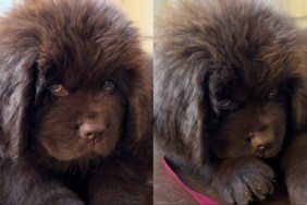 Newfoundland Puppy Melts Internet With Just His Eyes