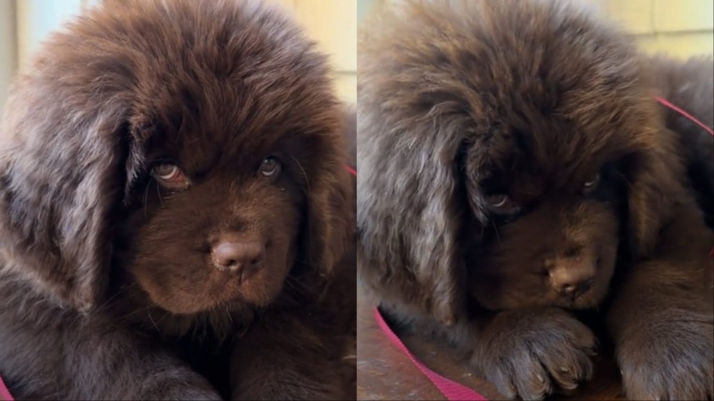 Newfoundland Puppy Melts Internet With Just His Eyes