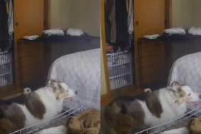 Senior Dog Breaks Hearts Attempting to Jump on Bed
