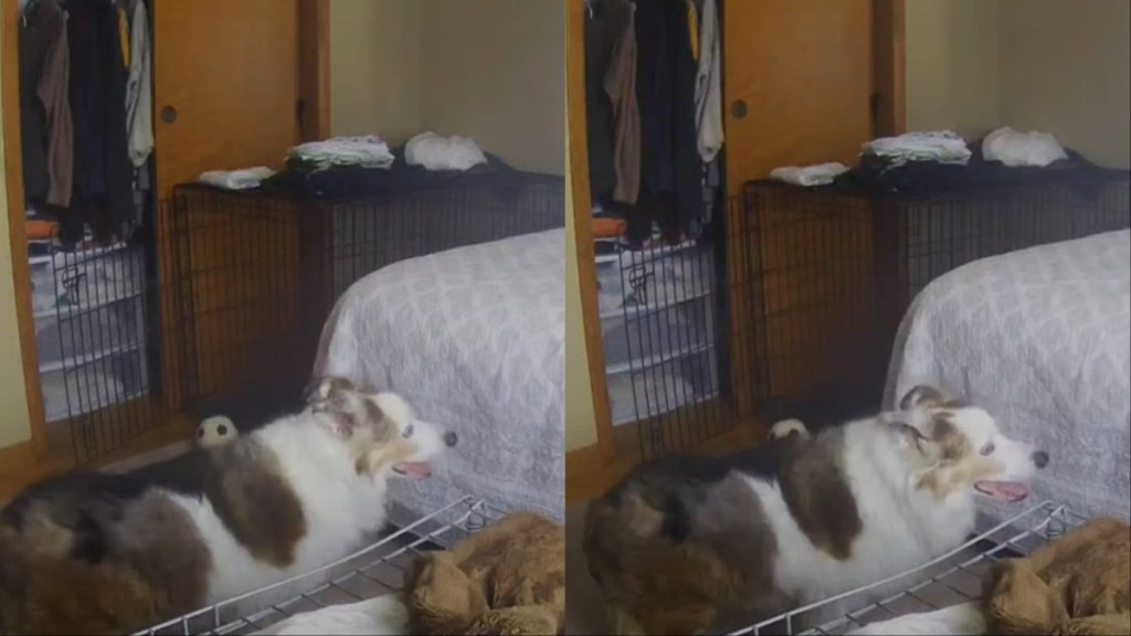 Senior Dog Breaks Hearts Attempting to Jump on Bed