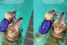 Golden Retriever Matches Puppy Sibling’s Speed To Teach Her Swimming