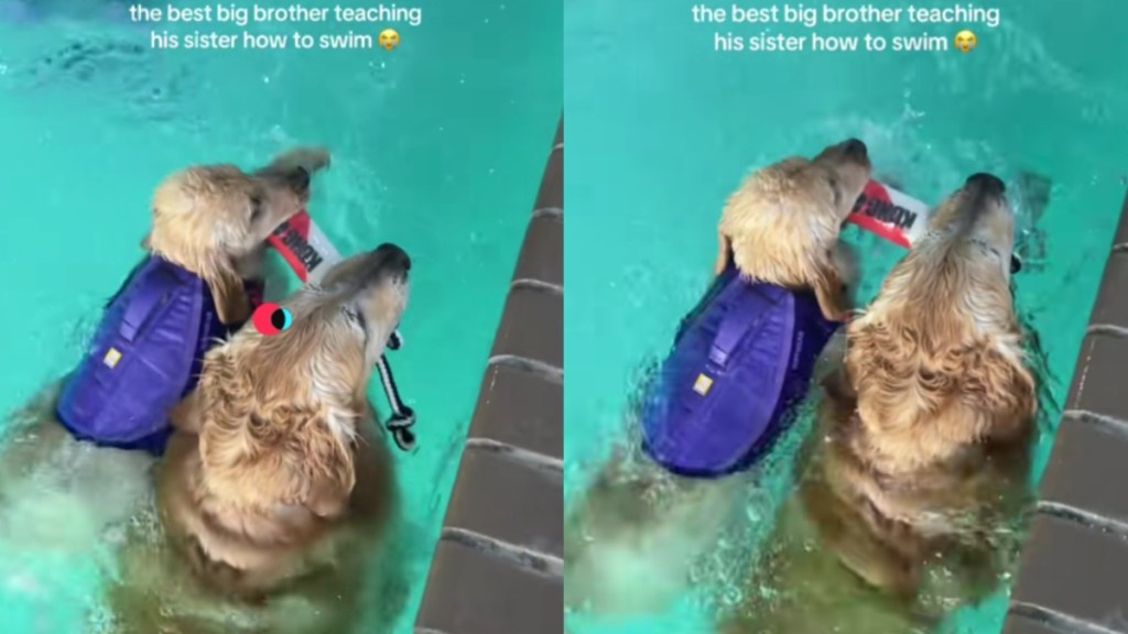 Golden Retriever Matches Puppy Sibling’s Speed To Teach Her Swimming