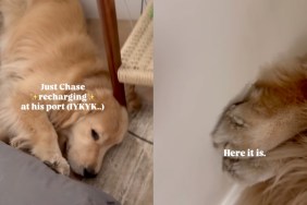 Dog Recharges at His Favorite Spot in Home