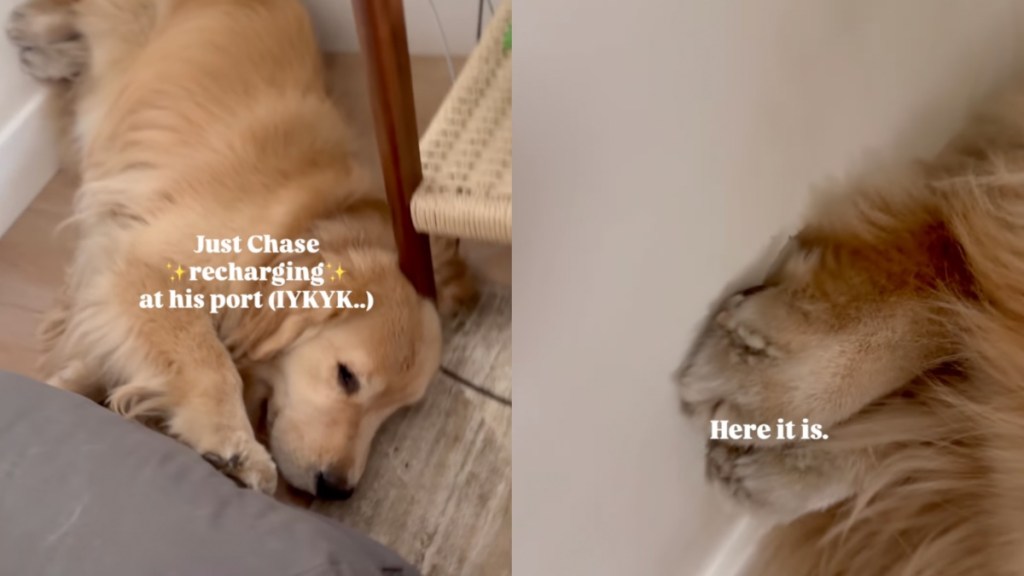 Dog Recharges at His Favorite Spot in Home