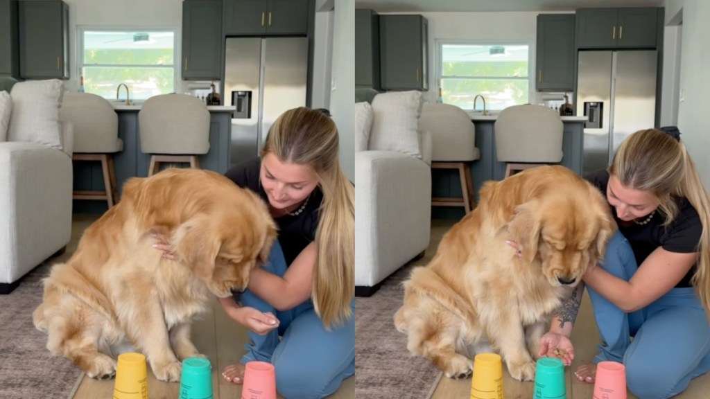 Video: Golden Retriever Slowly Aces Treat Under Cup Challenge