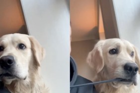 Video: Owner’s Hoodie String Is Dog’s ‘Favorite Snack'