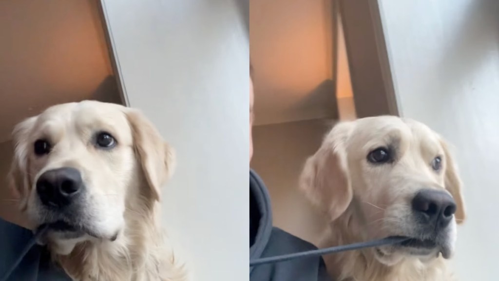 Video: Owner’s Hoodie String Is Dog’s ‘Favorite Snack'