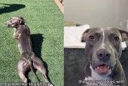 Owner Jokingly Proves Pit Bulls Are the ‘Biggest Scam in the Dog World'