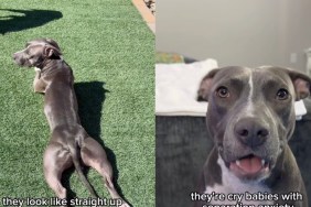 Owner Jokingly Proves Pit Bulls Are the ‘Biggest Scam in the Dog World'