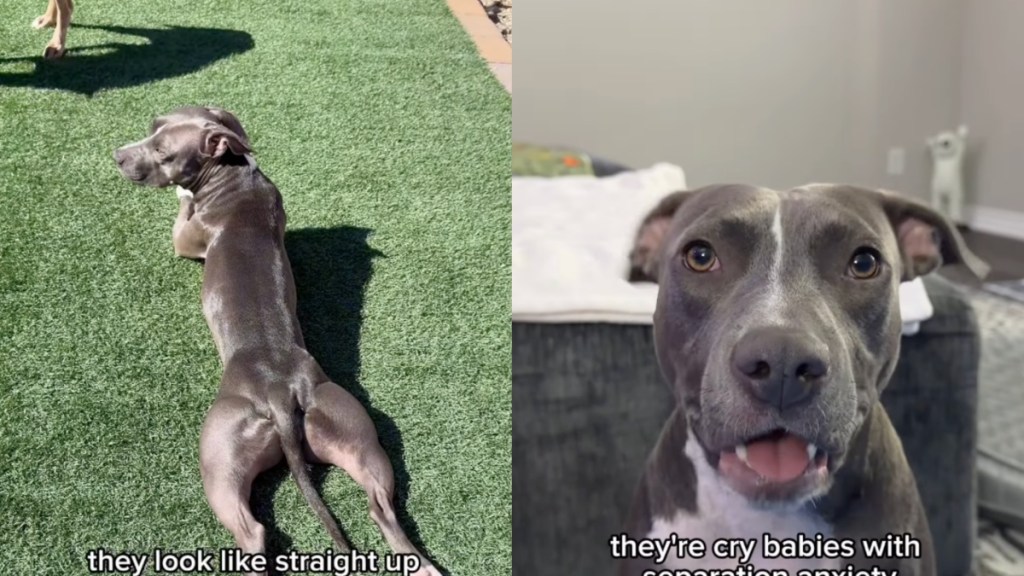 Owner Jokingly Proves Pit Bulls Are the ‘Biggest Scam in the Dog World'