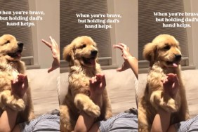 Golden Retriever Puppy Tries To Be Brave but Still Clings to Dad’s Hand