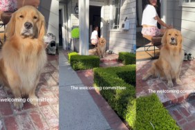 Golden Retriever Is Ready To Ask for a Password Before Welcoming Guests