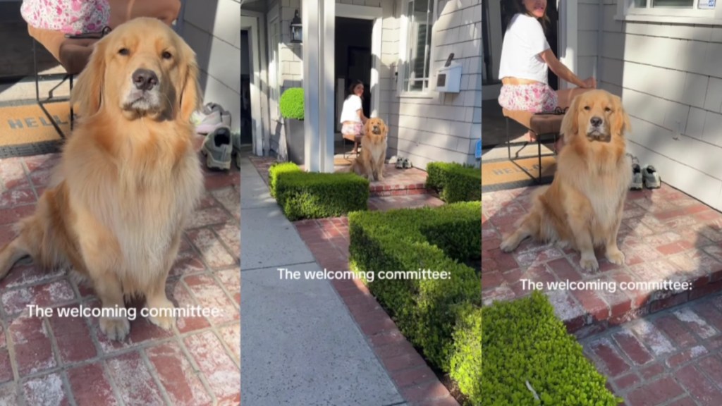Golden Retriever Is Ready To Ask for a Password Before Welcoming Guests