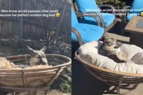 Dog Sunbathes in Her Outdoor Bed That Was Once an Old Piece of Furniture