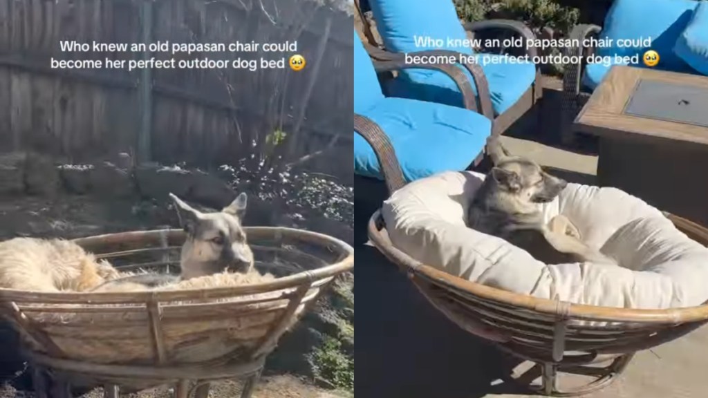 Dog Sunbathes in Her Outdoor Bed That Was Once an Old Piece of Furniture