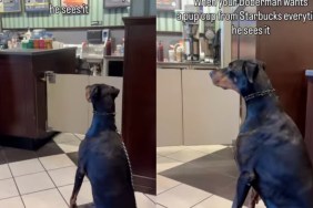 Dog Listens to Mom While Patiently Waiting for a Pup Cup at the Store