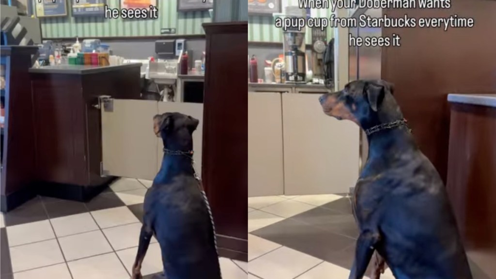 Dog Listens to Mom While Patiently Waiting for a Pup Cup at the Store