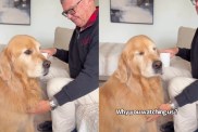 Golden Retriever Gives Mom 'Stink Eye' When She Disrupts His Privacy