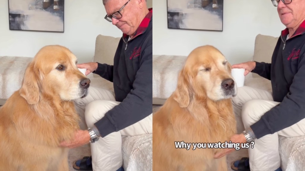 Golden Retriever Gives Mom 'Stink Eye' When She Disrupts His Privacy