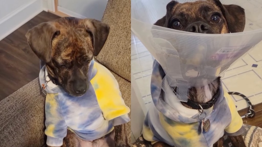 Dog ‘Tragically Chips His Toenail’ & Has an Adorable Way of Showing It