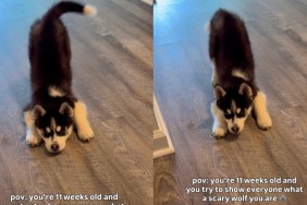 Little Puppy Might Fool You Into Thinking He’s a Scary Wolf — Beware