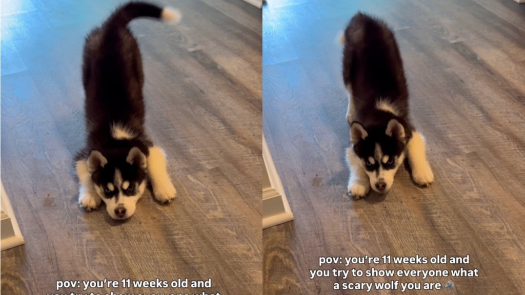 Little Puppy Might Fool You Into Thinking He’s a Scary Wolf — Beware