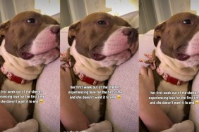 Foster Dog’s Reaction To Experiencing Love for the First Time Is Priceless
