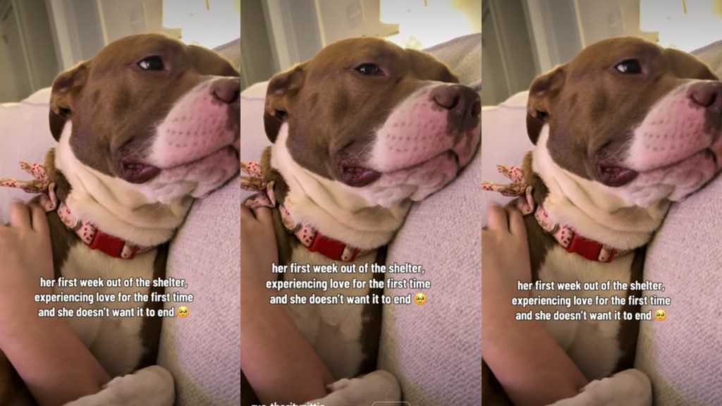 Foster Dog’s Reaction To Experiencing Love for the First Time Is Priceless