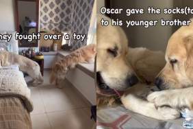Video: Dog Siblings Make up Quickly After Fight Over Toy