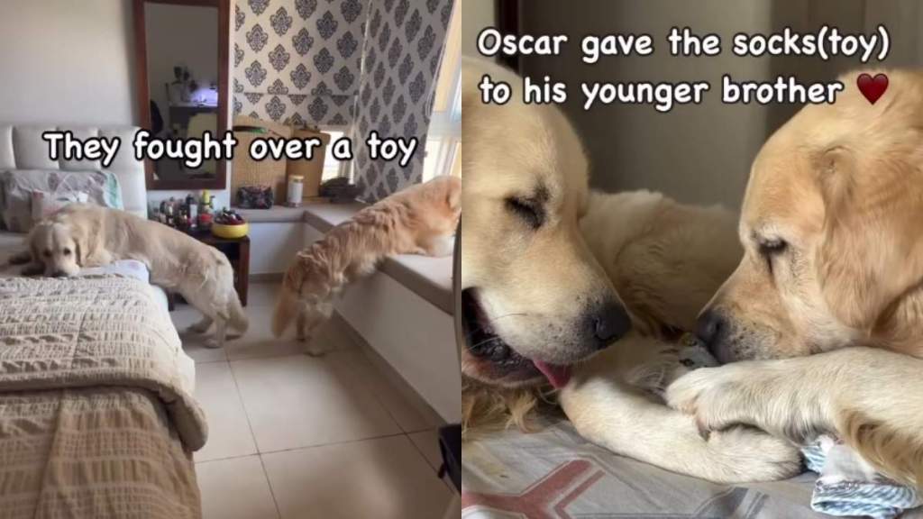 Video: Dog Siblings Make up Quickly After Fight Over Toy