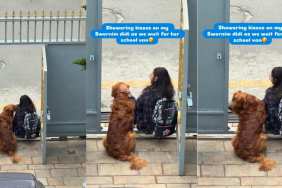 Video: Golden Retriever Waits With Human Sibling for the School Van