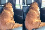 Golden Retriever Turns Her Back on Owner To Express Her Displeasure