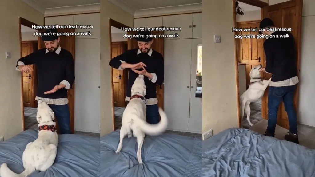 Deaf Dog Knows Exactly When It’s Walk Time From This Sign