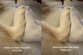 Husky & Owner Have the 'Same' Shoe Size