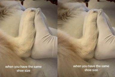 Husky & Owner Have the 'Same' Shoe Size
