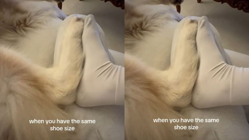 Husky & Owner Have the 'Same' Shoe Size