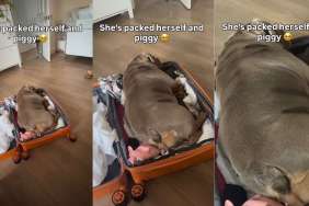 Bulldog Packs Herself in Mom’s Suitcase To Join Her on Holiday