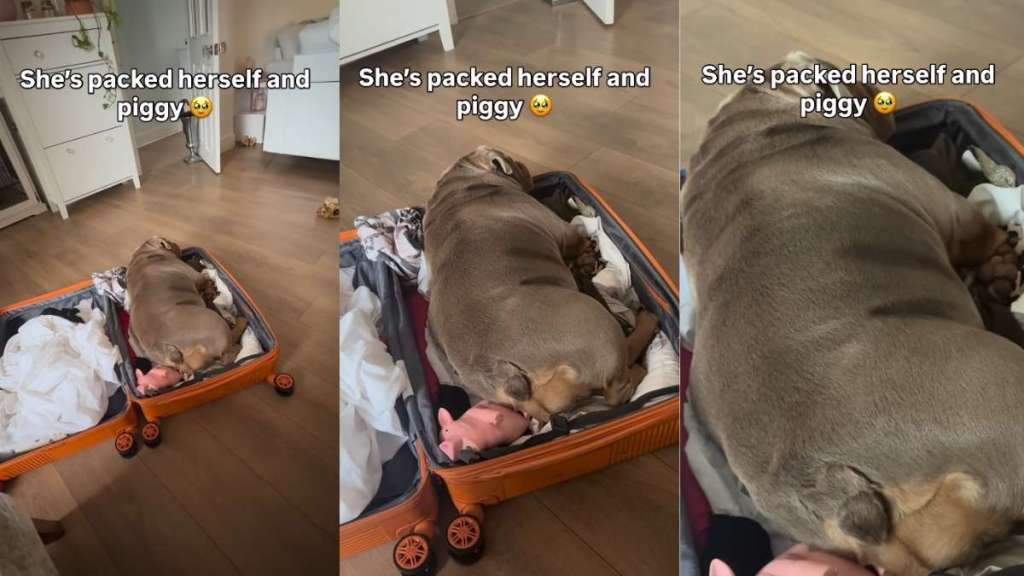 Bulldog Packs Herself in Mom’s Suitcase To Join Her on Holiday