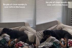 Dog Makes Sure No Clean Laundry Is Safe in the House