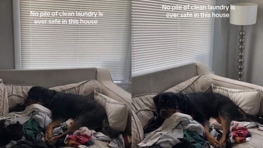 Dog Makes Sure No Clean Laundry Is Safe in the House