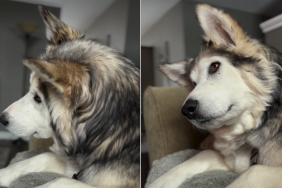 rescue husky sounds video