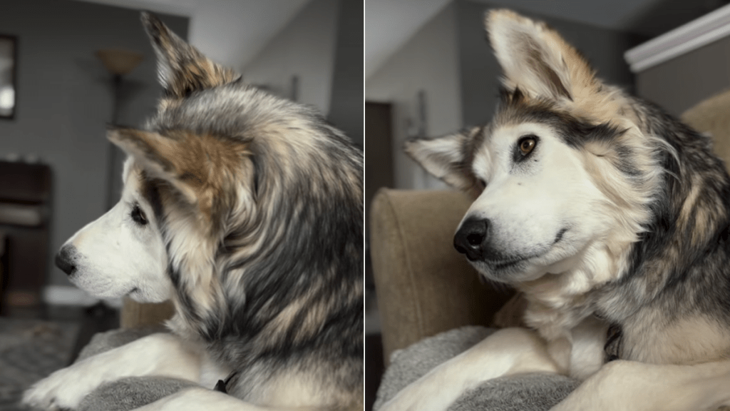 rescue husky sounds video