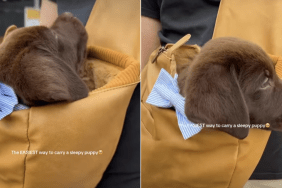 labrador puppy video